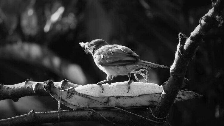 小鸟在树枝上觅食