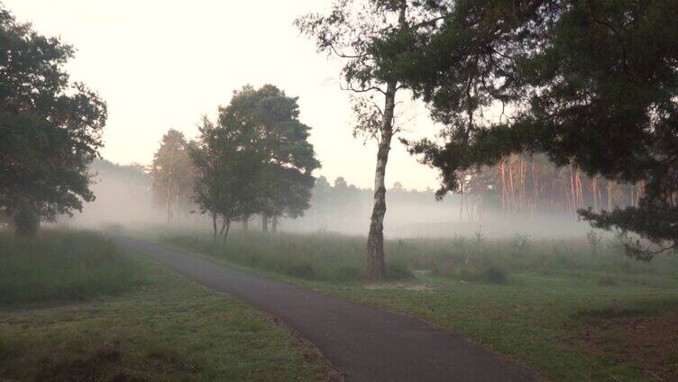 清晨森林大雾