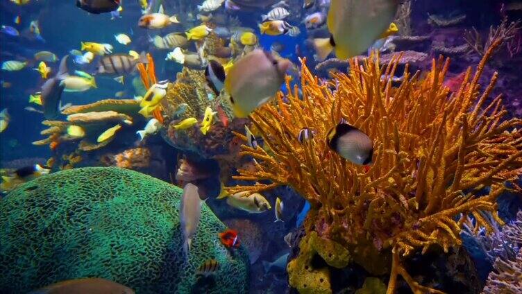 水底珊瑚旁游动的鱼群