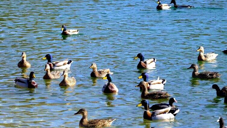 水面上成群的鸭子