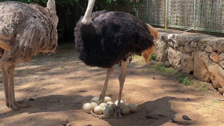 孵化鸵鸟蛋的鸵鸟