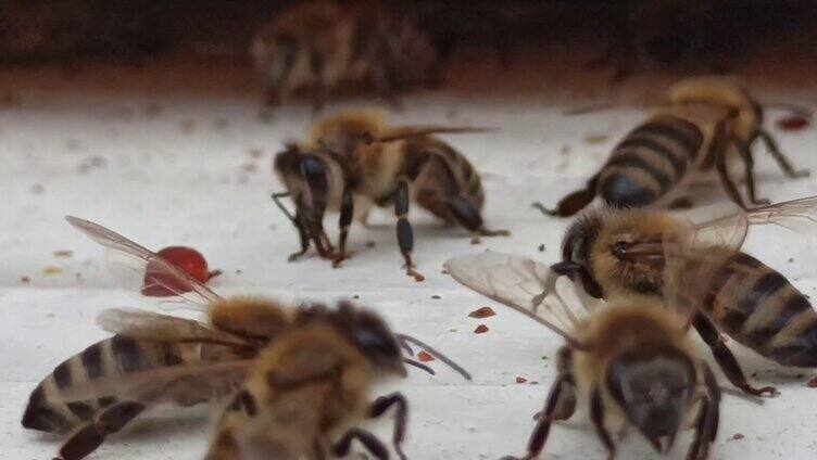 成群蜜蜂采蜜3
