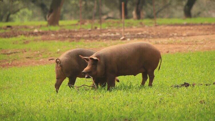 两只在草地上的猪
