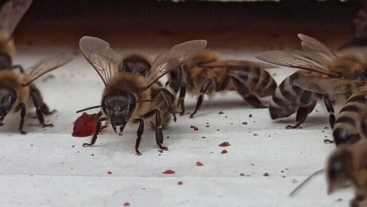 蜜蜂采蜜活动