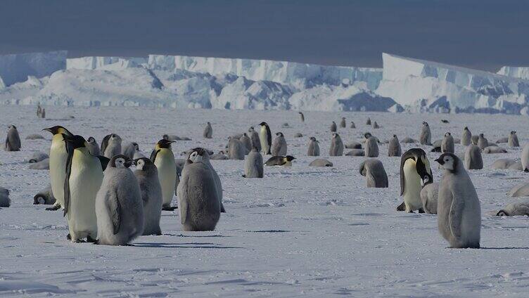 南极企鹅 冰川