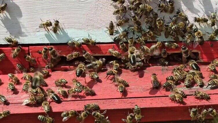 成群蜜蜂采蜜1
