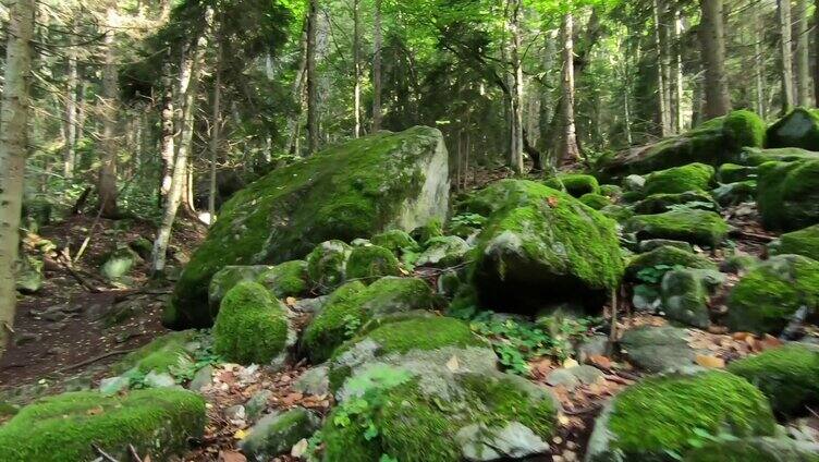 树林中成群的石头