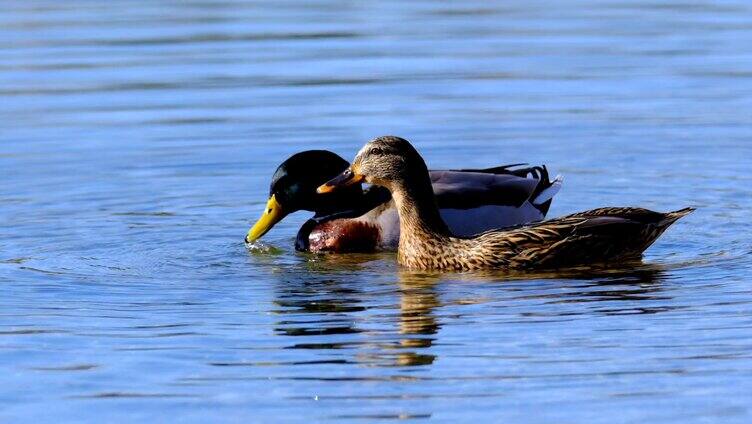 两只鸭子在戏水玩耍