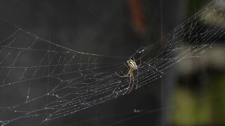 雨后蜘蛛织网