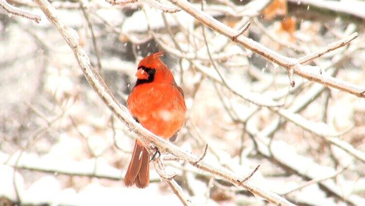 雪中树枝停留的鸟