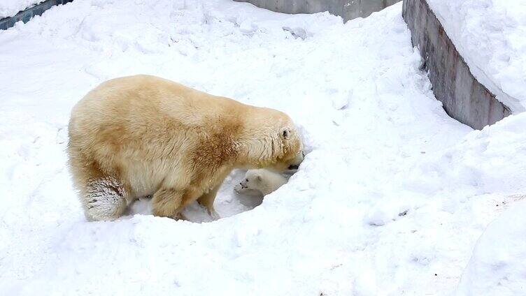 北极熊刨雪 熊