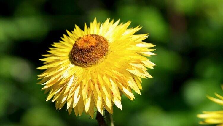 阳光下黄色的蜡菊