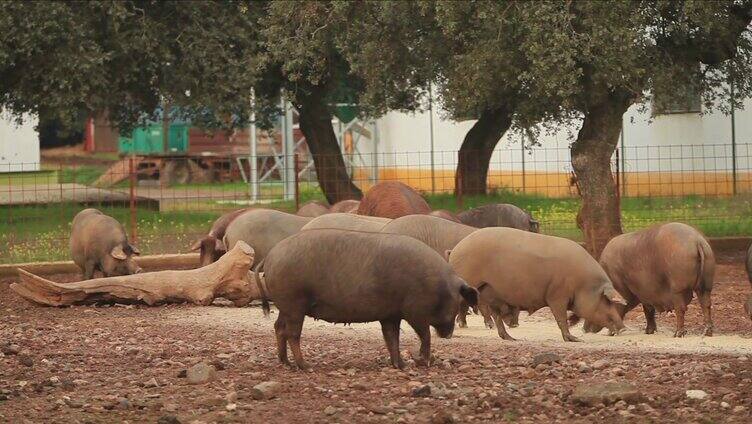 养殖的一群猪