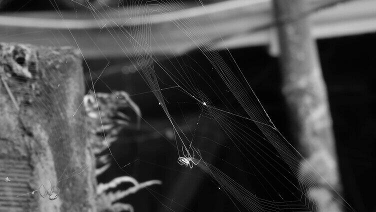 正在织网的蜘蛛