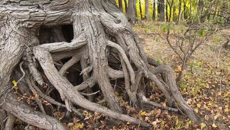 千年老树 树根