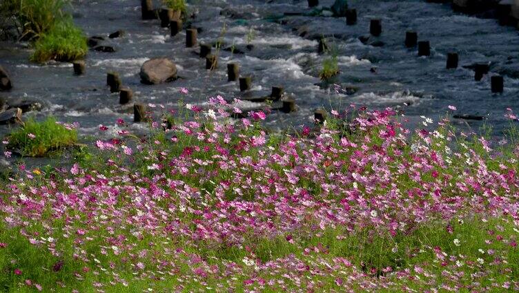 溪边花丛 安静唯美