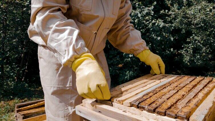 采集蜂蜜割蜂蜜1