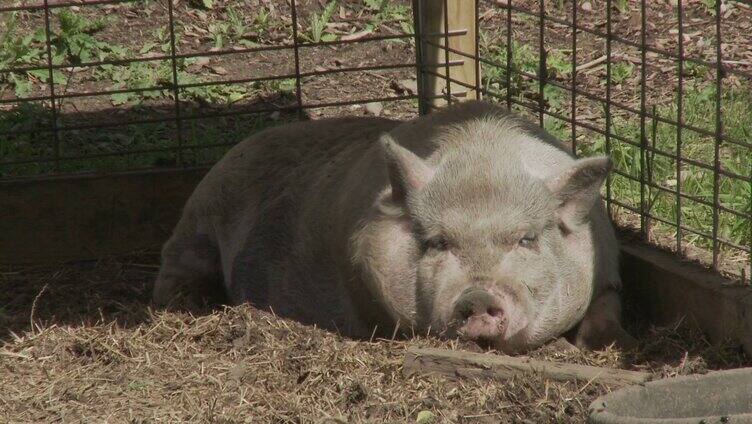 猪在休息吐舌头