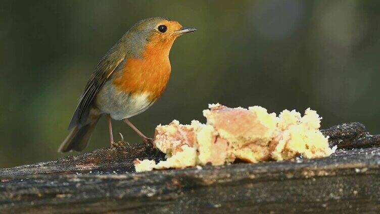 吃食物的小鸟
