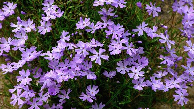 摆动的紫色花瓣