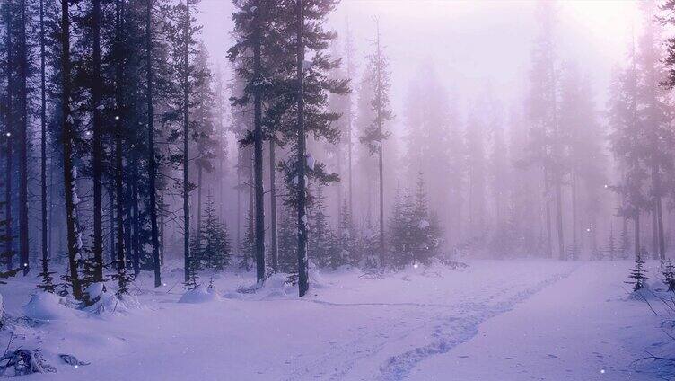 森林中的雪景