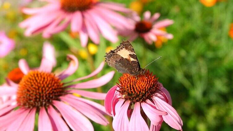 蝴蝶在花朵上