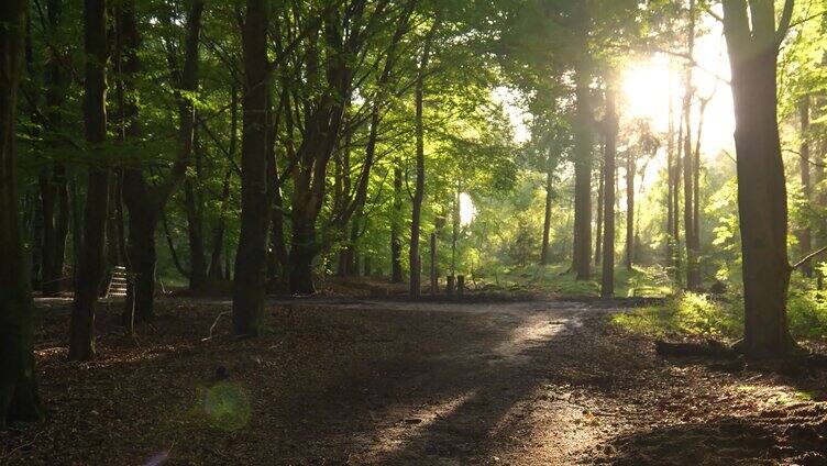 阳光照射透过树林