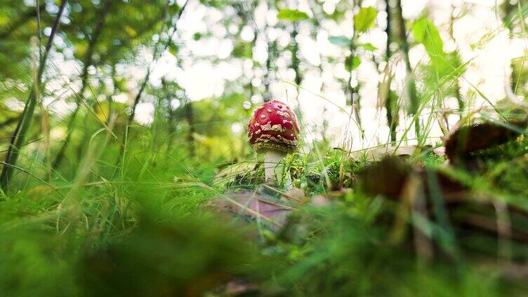 树林中的红色蘑菇