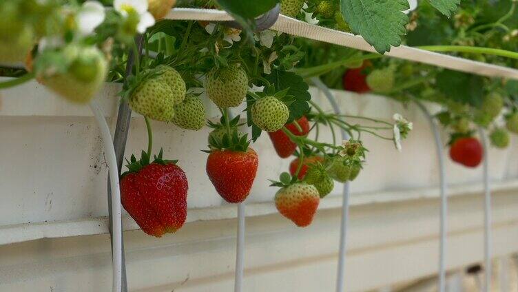 成熟的草莓藤