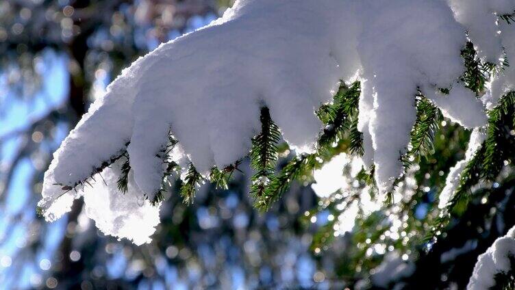 杉树枝上厚厚的积雪