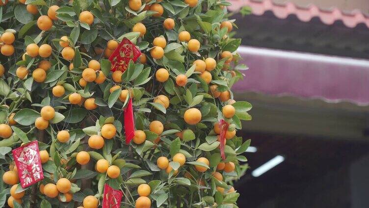 年桔 吉祥植物 柑橘 金桔