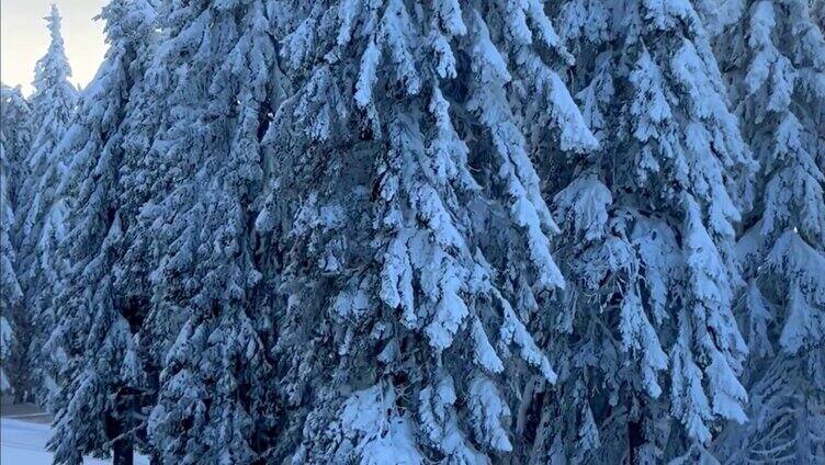 树林中的雪景
