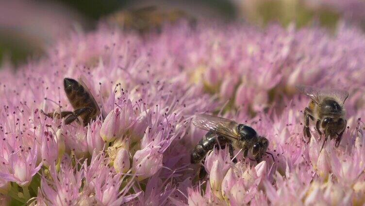 成群的蜜蜂在采蜜