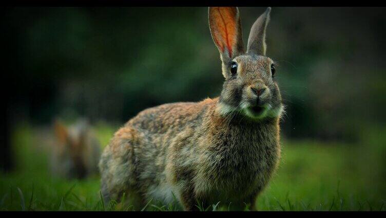 兔子在草地里吃草