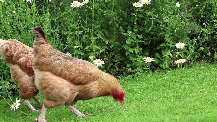 草地上的母鸡进食特写实拍