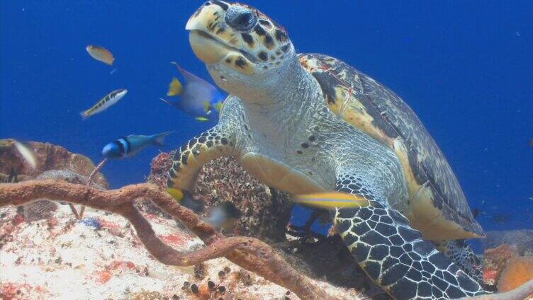 海底乌龟进食