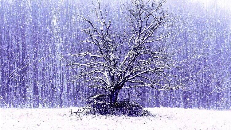 雪地树林中独立的树