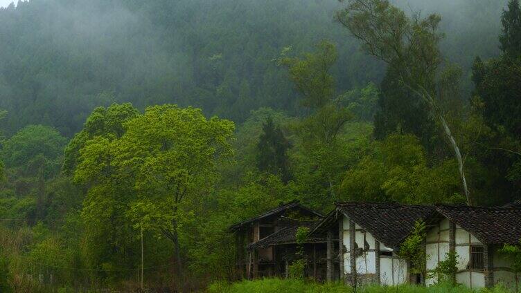 四川雨季云海 山 雾气 森林 大自然 