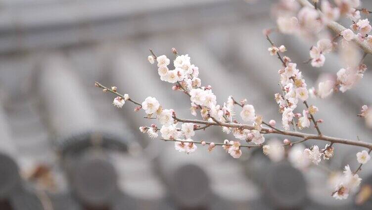 桃花 蜜蜂采蜜