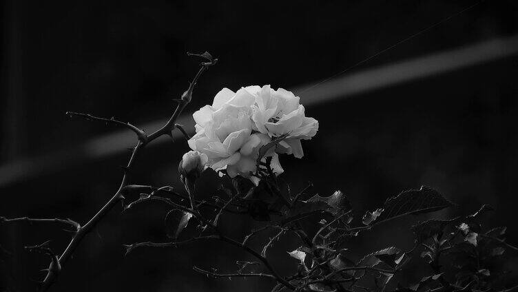 黑暗中的白色花朵