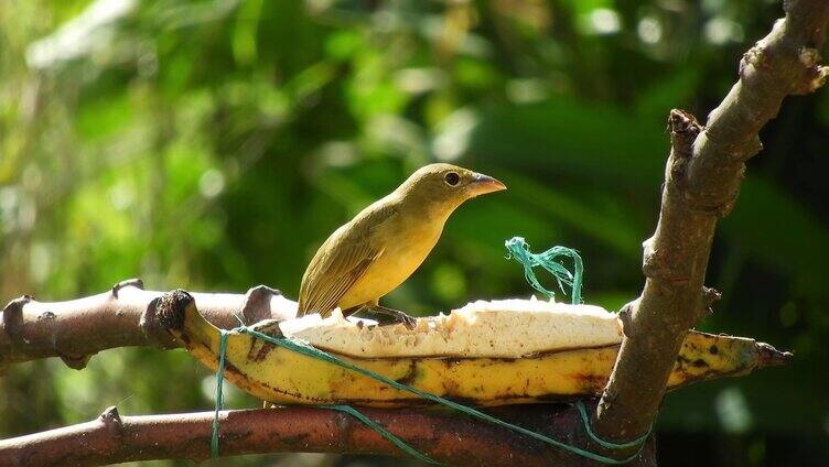 在吃香蕉的小鸟