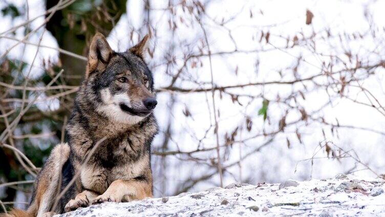 雪地在观望的狼