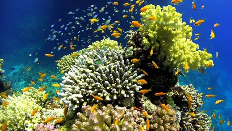 实拍深海鱼群 深海珊瑚