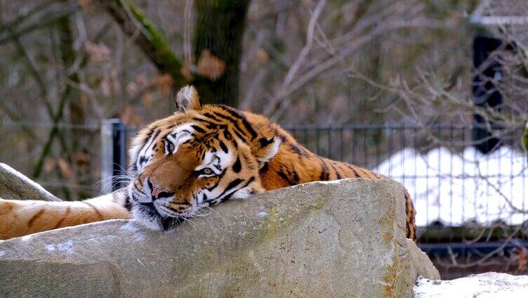 在石头上休息的老虎
