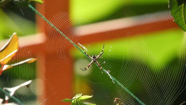 蜘蛛织网绿色