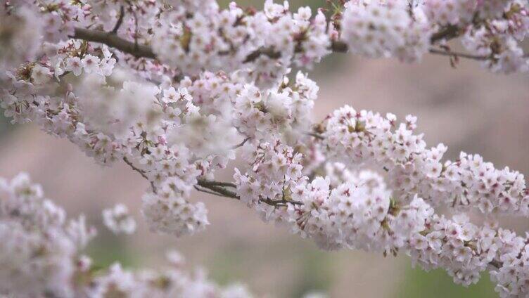 樱花开满树枝 春风拂动