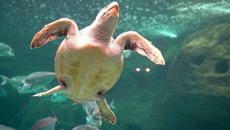 海底游泳的海龟