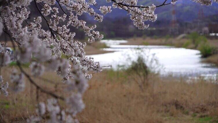 河边的梨花树随风浮动 