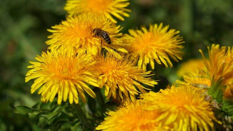 蜜蜂停留在花朵采蜜