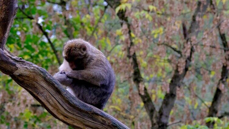 在树干上休息的猴子